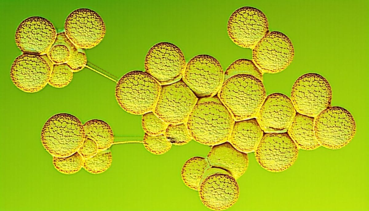 cluster